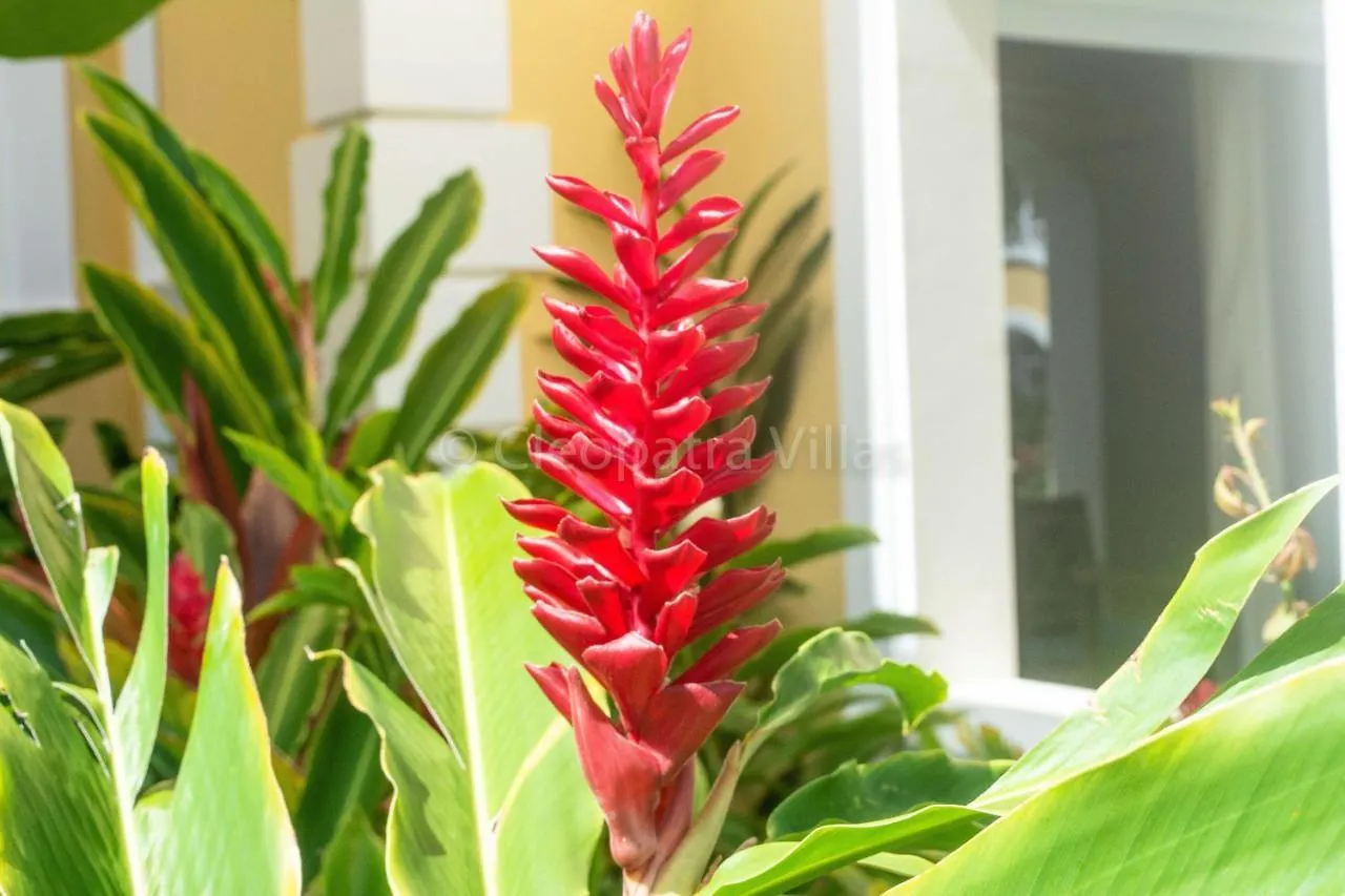 The Harbour Lejlighedshotel Rodney Bay Saint Lucia